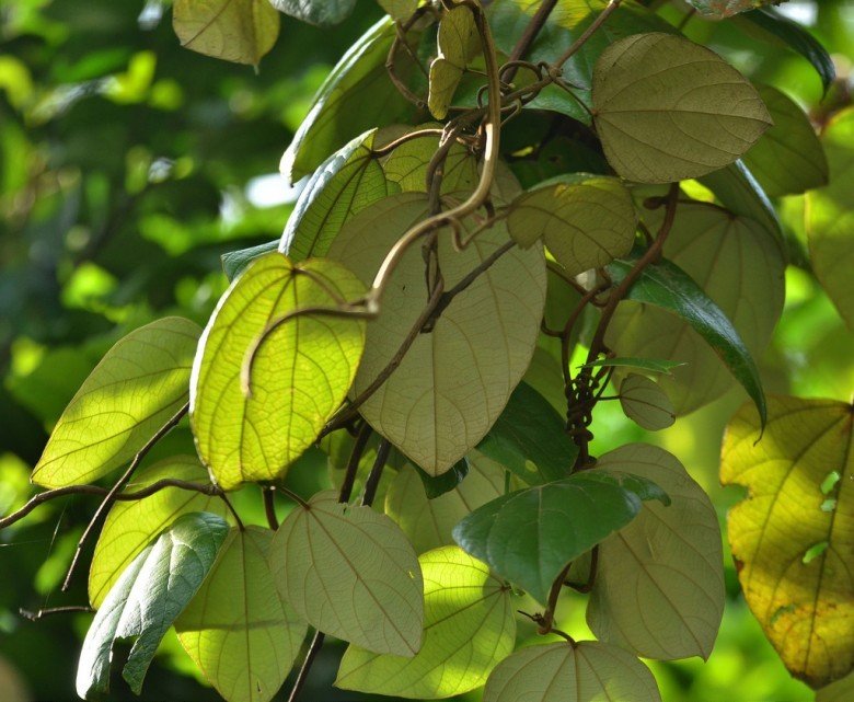 Vàng đắng: Berberine và những công dụng chưa biết Vàng đắng: Berberine và những công dụng chưa biết
