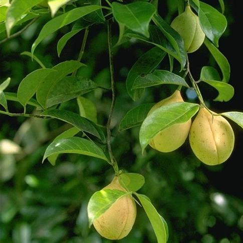 Cành và quả Nhục đậu khấu