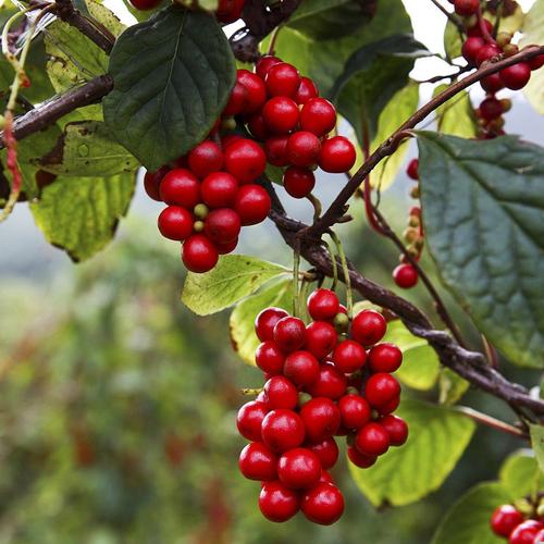 Ngũ vị tử: Trị hen suyễn, bổ Thận Ngũ vị tử: Trị hen suyễn, bổ Thận