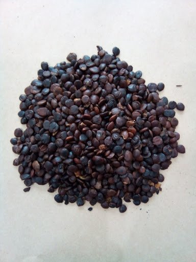 Táo nhân sao đen