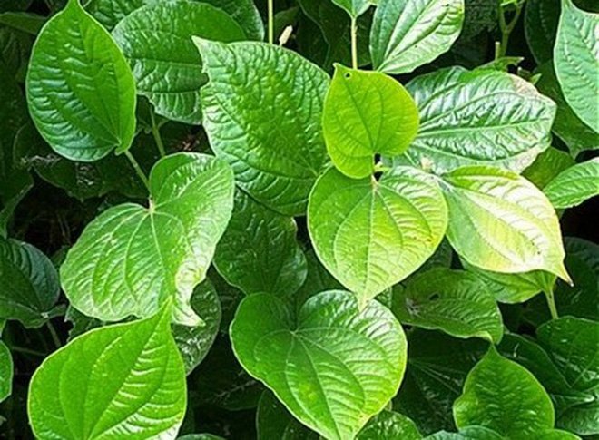 Lá lốt: Vị thuốc trong vườn nhà Lá lốt: Vị thuốc trong vườn nhà