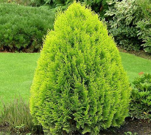 Trắc bá diệp: Vị thuốc Nam cầm máu Trắc bá diệp: Vị thuốc Nam cầm máu