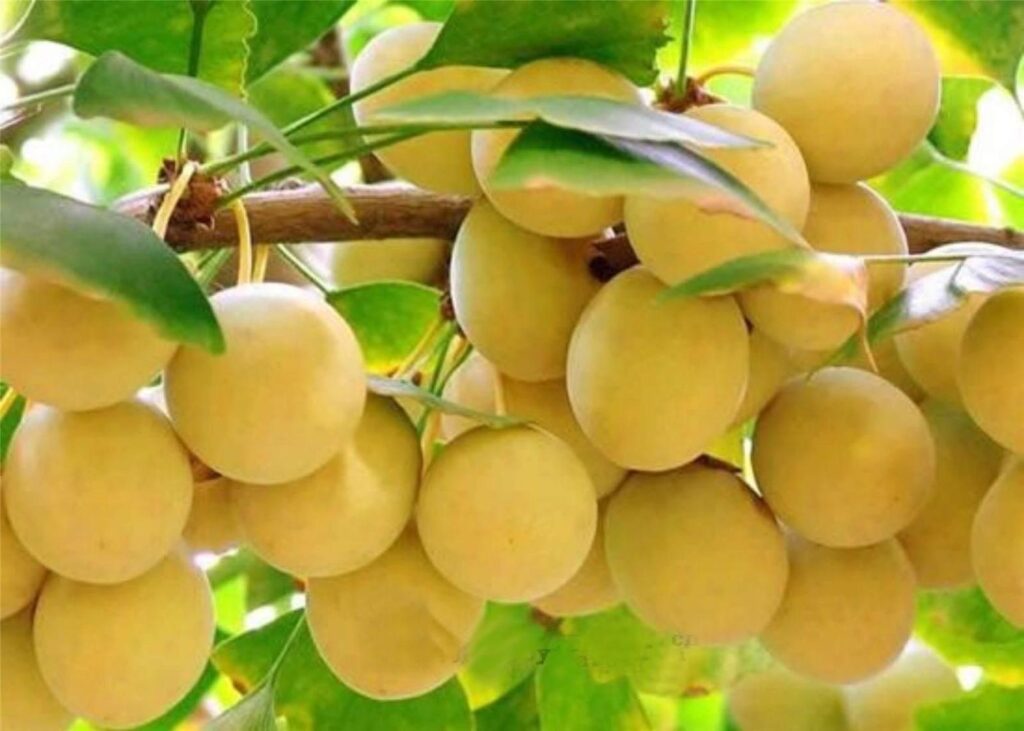 Quả Ngân hạnh – Bạch quả