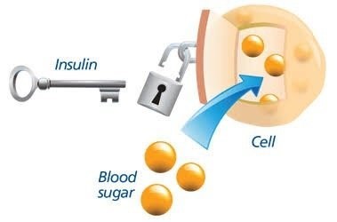 Hình minh họa cơ chế hoạt động của insulin