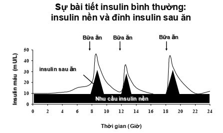 Hình minh họa về sự bài tiết insulin