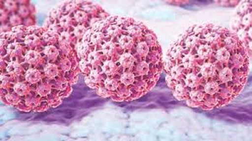 Hình ảnh phóng đại của HPV - một trong những nguyên nhân hàng đầu gây bệnh ung thư cổ tử cung