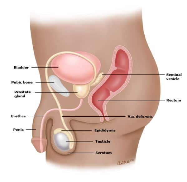 Bộ phận sinh dục nam