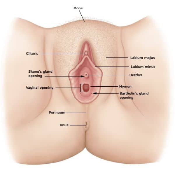 giới tính sinh học nữ