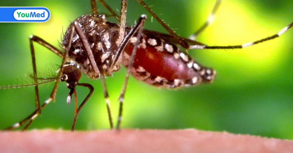 Làm thế nào để phòng tránh bệnh sốt xuất huyết?