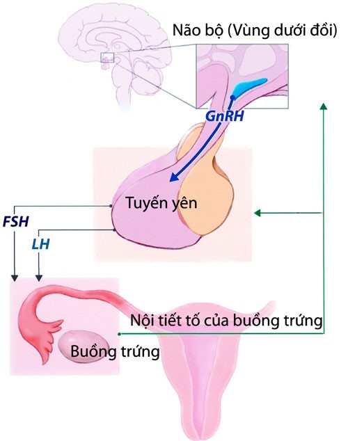 Dậy thì sớm - Nguyên nhân, Yếu tố nguy cơ, Tác hại