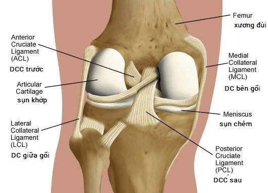 Hệ thống cấu tạo lên những dây chằng