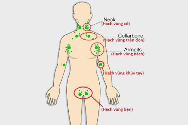 Một số nhóm hạch bạch huyết nằm nông trên cơ thể