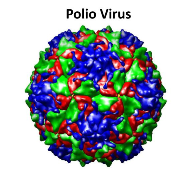 Bại liệt là một bệnh lý truyền nhiễm, gây ra bởi vi rút có tên gọi là poliovirus