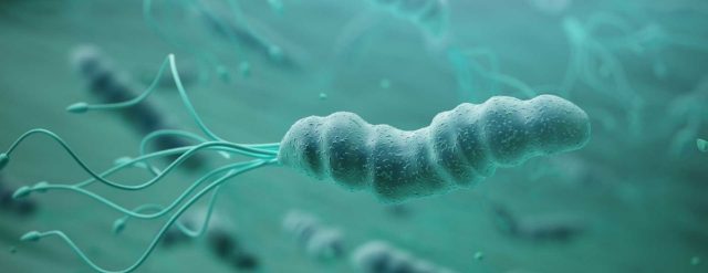 Vi khuẩn Helicobacter pylori tác nhân gây lên bệnh viêm tá tràng