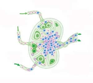 Cấu trúc của một hạch lympho với nhiều loại tế bào khác nhau