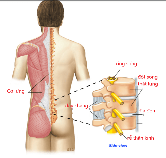 đau lưng 