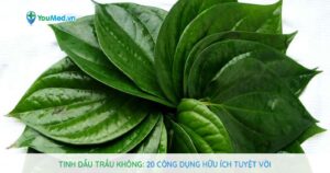 Tinh dầu trầu không: 20 công dụng hữu ích tuyệt vời.