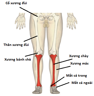 Vị trí các xương chân