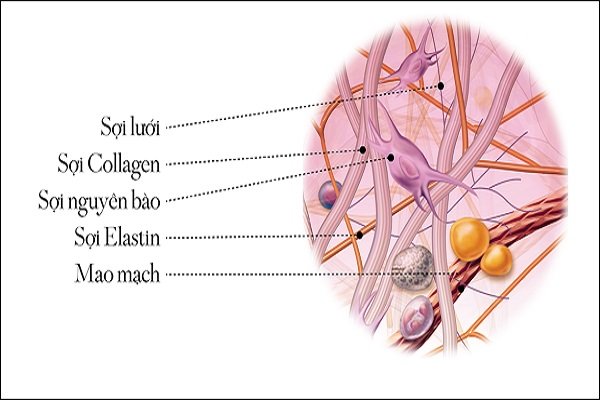 Rối loạn tổng hợp sợi collagen ở dương vật