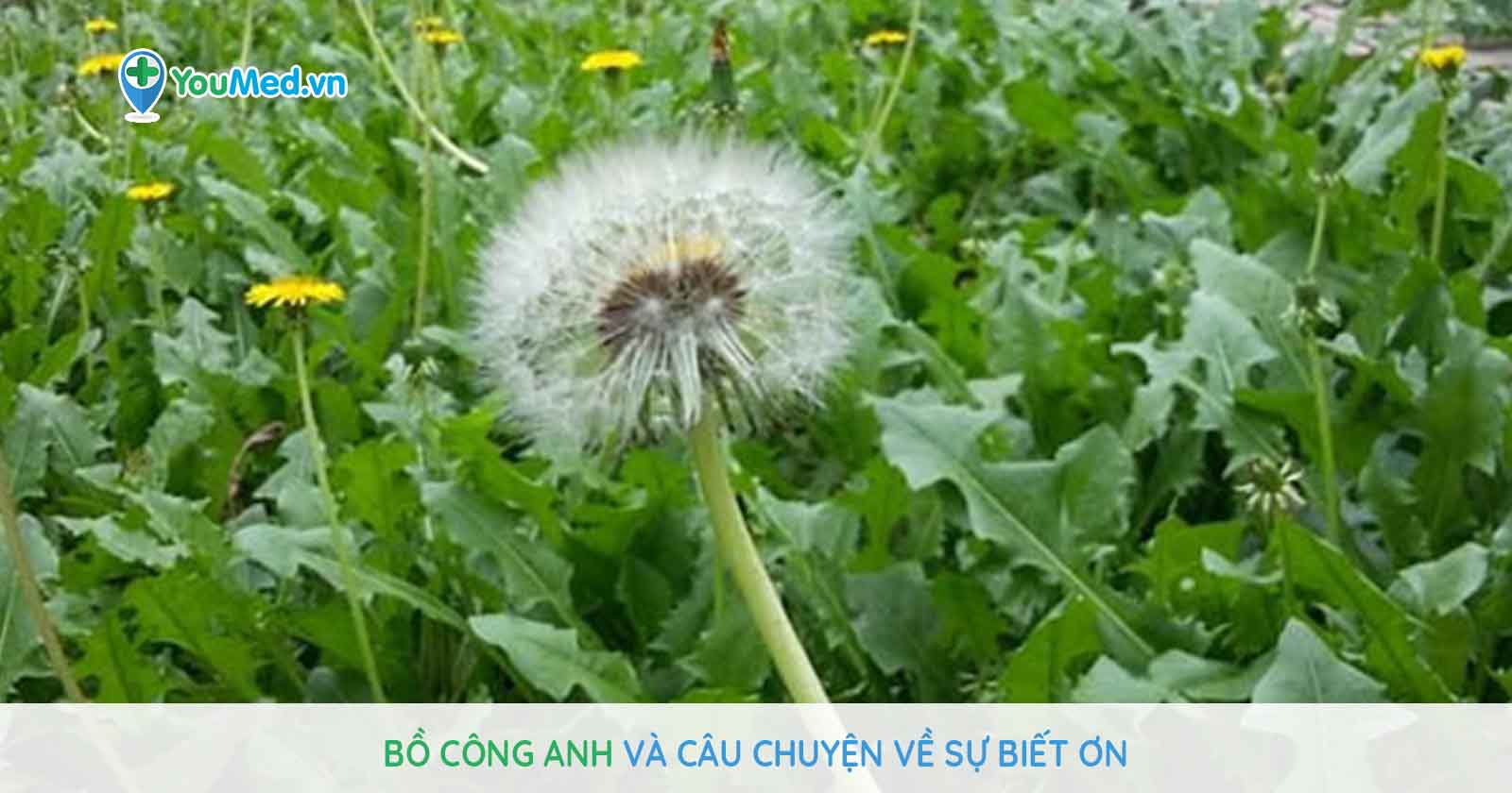 Cy b cng anh: Tho dc vi nhiu cng dng cha bnh