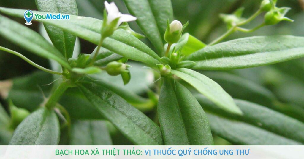 Bạch hoa xà thiệt thảo: Vị thuốc quý chống ung thư