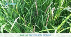 Bạch mao căn: Vị thuốc từ cỏ tranh