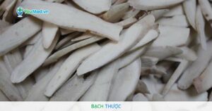 Bạch thược: công dụng Dược liệu quý trong vườn hoa