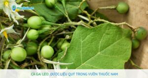 Cà gai leo: Dược liệu quý trong vườn thuốc Nam