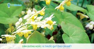 Dâm dương hoắc: Vị thuốc quý ông cần biết