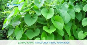 Dây đau xương: Vị thuốc quý trị đau xương khớp