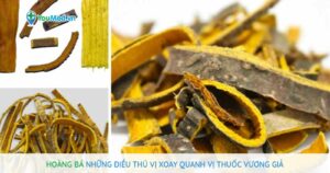 Hoàng Bá những điều thú vị xoay quanh vị thuốc vương giả