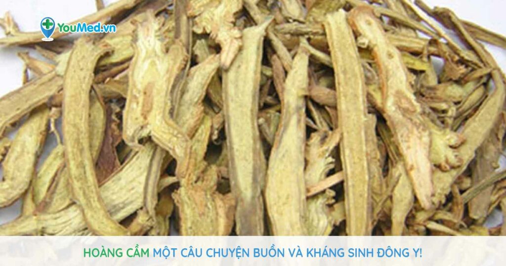 Hoàng Cầm một câu chuyện buồn và “kháng sinh trong Đông y”