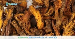 Hoàng liên: sen vàng giải độc và thanh hỏa
