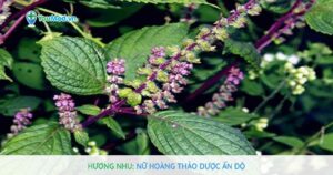 Hương nhu: Nữ hoàng thảo dược Ấn Độ