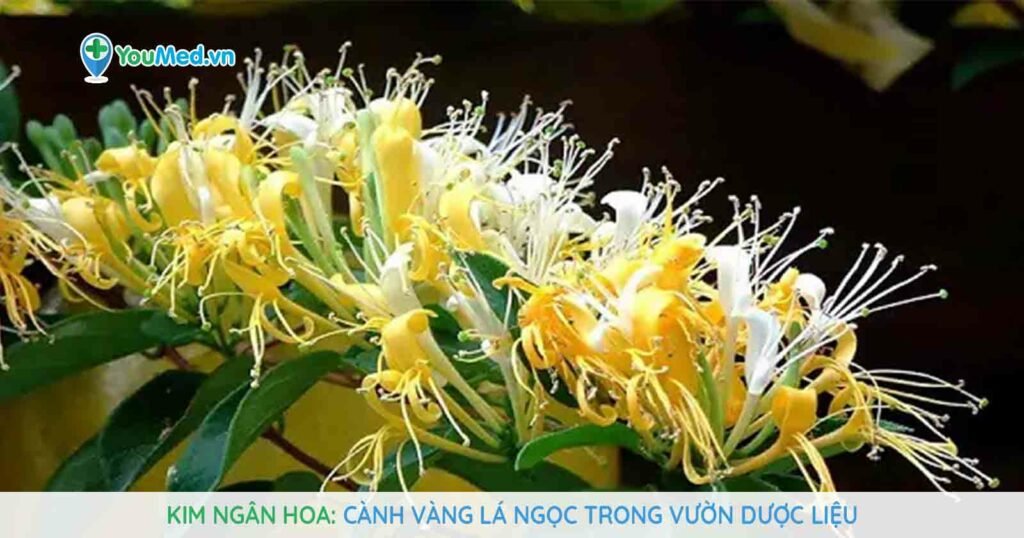 Kim ngân hoa: Cành vàng lá ngọc trong vườn dược liệu