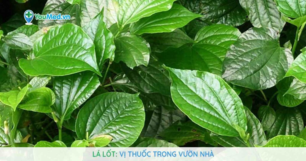 Lá lốt: Vị thuốc trong vườn nhà