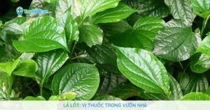 Lá lốt: Vị thuốc trong vườn nhà