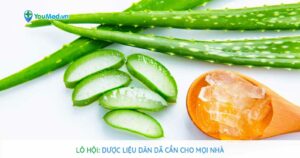 Lô hội (Nha đam): Dược liệu dân dã cần cho mọi nhà