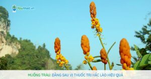 Muồng trâu: Đằng sau vị thuốc trị Hắc lào hiệu quả