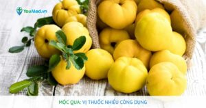 Mộc qua: Vị thuốc nhiều công dụng