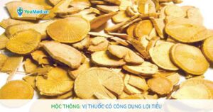 Mộc thông: Vị thuốc có công dụng lợi tiểu