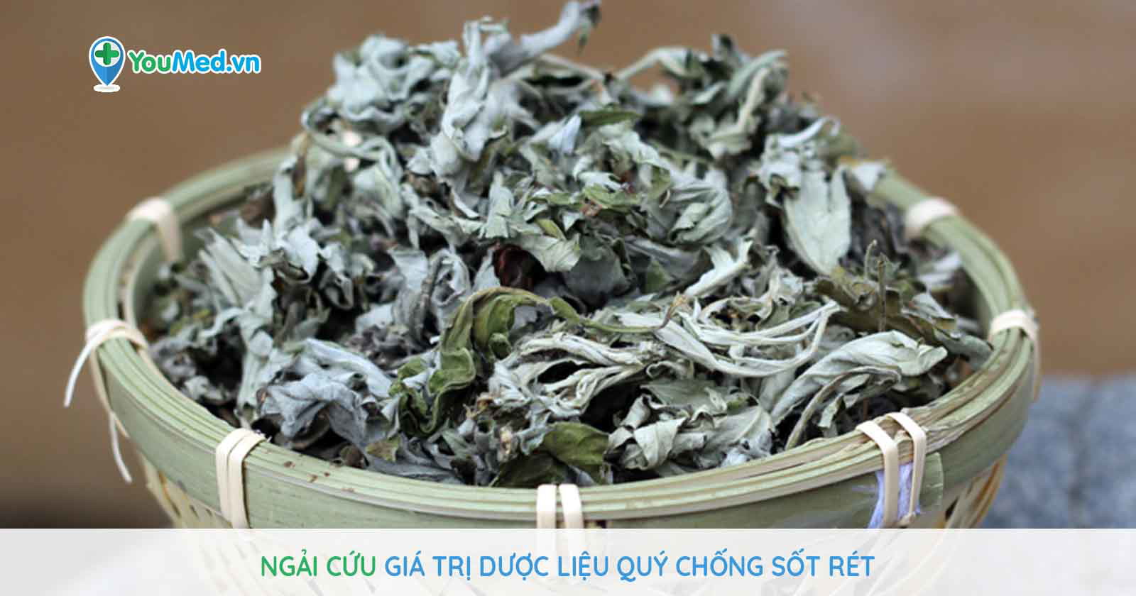Ngải cứu giá trị dược liệu quý chống sốt rét