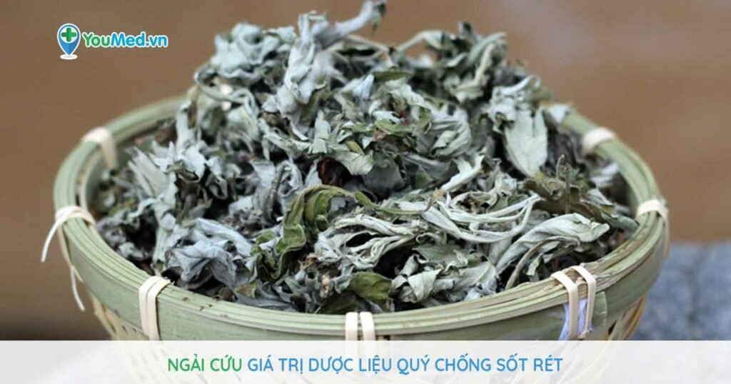 Ngải cứu: Giá trị từ dược liệu quý chống sốt rét