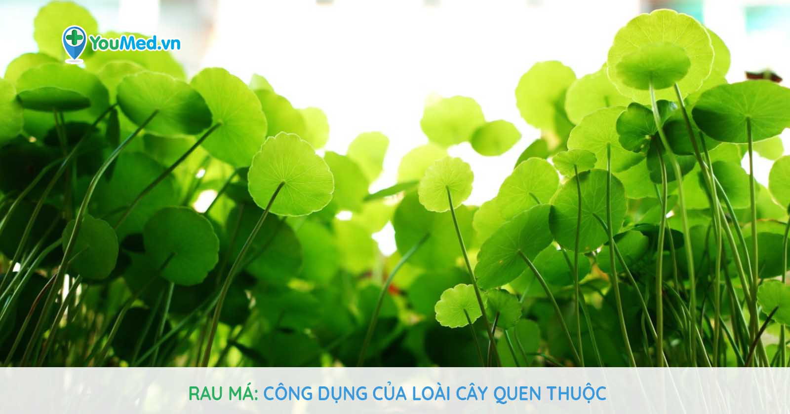 Rau má - Công dụng của loài cây quen thuộc