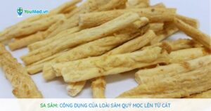 Sa sâm: Công dụng của loài sâm quý mọc lên từ cát