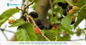 Tang thầm: Tác dụng bất ngờ của quả Dâu tằm