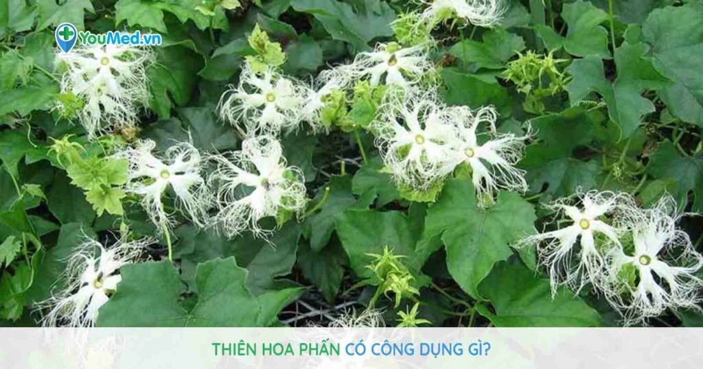 Thiên hoa phấn có công dụng gì?