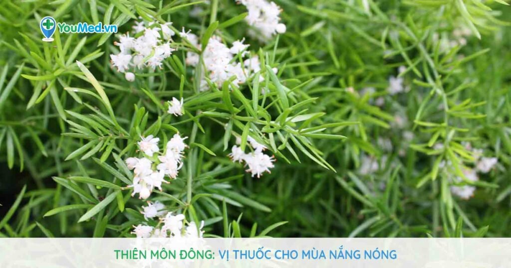 Thiên môn đông: Vị thuốc cho mùa nắng nóng