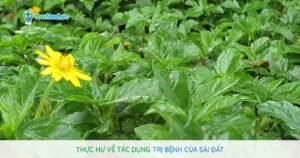 Thực hư về tác dụng trị bệnh của Sài đất