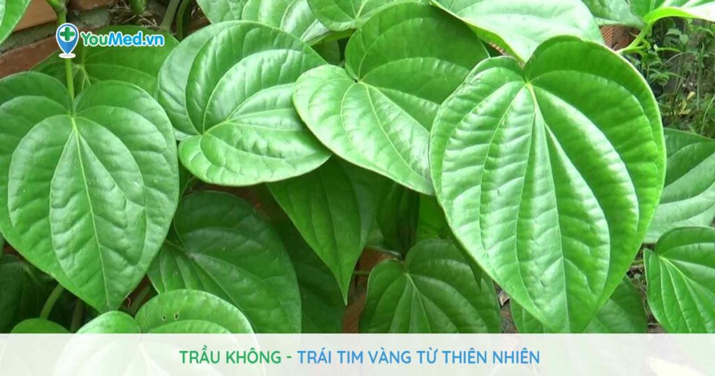 Trầu không: Trái tim vàng từ thiên nhiên